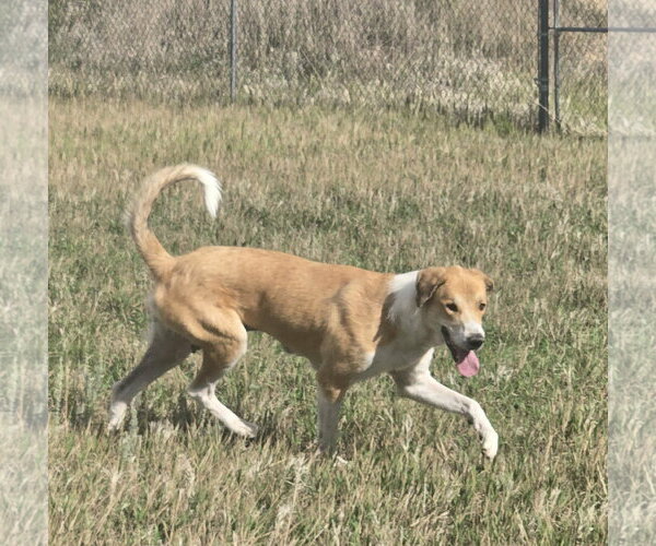 Medium Photo #3 Collie-Great Pyrenees Mix Puppy For Sale in Castle Rock, CO, USA
