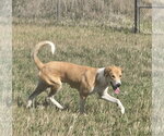 Small #2 Collie-Great Pyrenees Mix