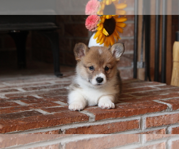 Medium Photo #7 Pembroke Welsh Corgi Puppy For Sale in FAIR GROVE, MO, USA
