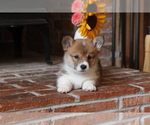 Small #6 Pembroke Welsh Corgi