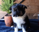 Small Photo #5 Border Sheepdog Puppy For Sale in HONEY BROOK, PA, USA