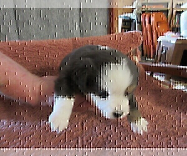 Medium Photo #2 Australian Shepherd Puppy For Sale in AUBURN, IN, USA