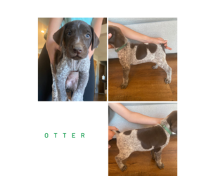 German Shorthaired Pointer Puppy for sale in VALLEY SPGS, CA, USA