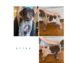 Small Photo #1 German Shorthaired Pointer Puppy For Sale in VALLEY SPGS, CA, USA