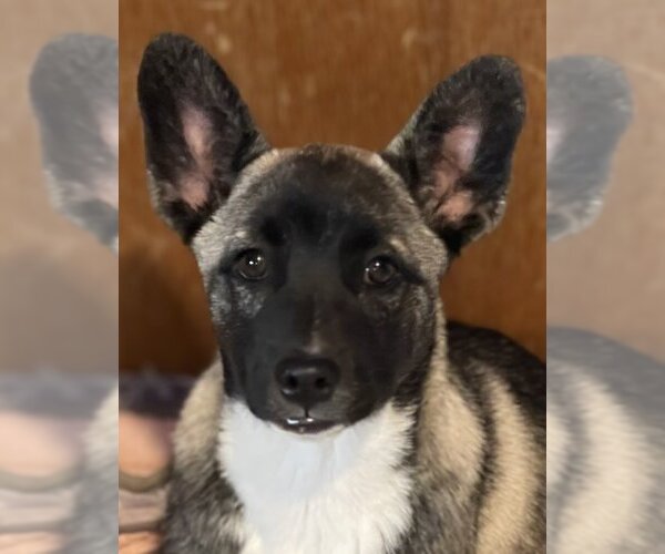 Medium Photo #3 Huskies -Unknown Mix Puppy For Sale in La Verne, CA, USA