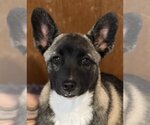 Small #2 Huskies  Mix