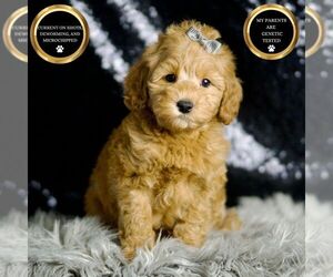 Goldendoodle (Miniature) Puppy for Sale in WARSAW, Indiana USA