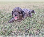 Small #1 Aussiedoodle