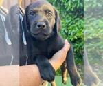 Small #4 Labrador Retriever
