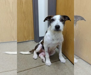 Jack Russell Terrier-Unknown Mix Dogs for adoption in St. Louis Park, MN, USA