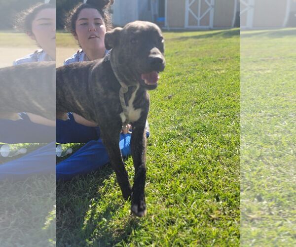 Medium Photo #4 Boxador Puppy For Sale in Orangeburg, SC, USA