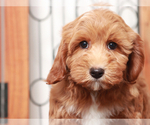 Image preview for Ad Listing. Nickname: Toby