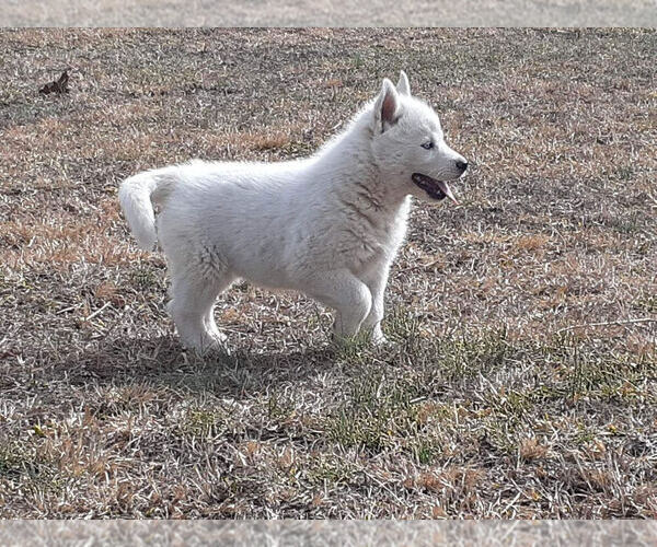 Medium Photo #2 Siberian Husky Puppy For Sale in PIKEVILLE, TN, USA