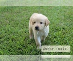 Small #2 Golden Retriever