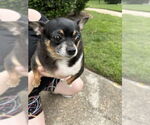 Small Chihuahua Mix