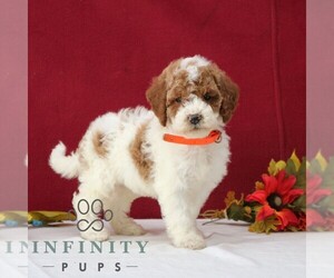 Goldendoodle Puppy for sale in GORDONVILLE, PA, USA