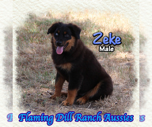 Miniature Australian Shepherd Puppy for sale in FORESTBURG, TX, USA