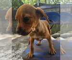 Waffles - Female Rottweiler-Unknown Mix Dog for Adoption - Small photo