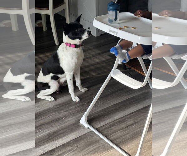 Medium Photo #3 Mutt Puppy For Sale in Holly Springs, NC, USA