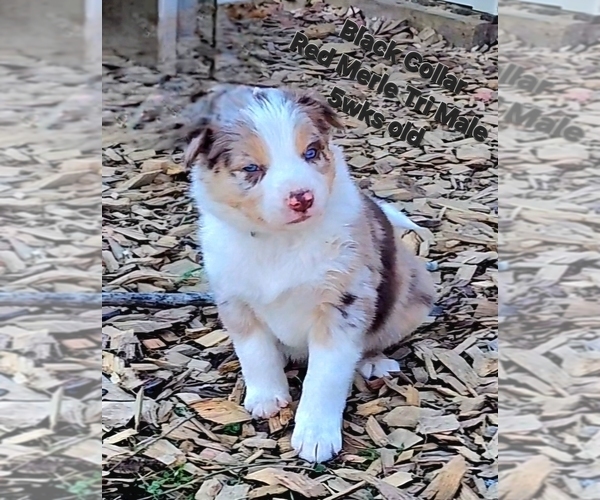 Medium Photo #40 Border Collie Puppy For Sale in BYBEE, TN, USA