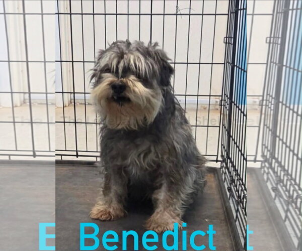 Medium Photo #1 Miniature Schnauzer-Unknown Mix Puppy For Sale in Grafton, WI, USA