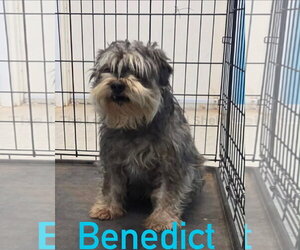 Miniature Schnauzer-Unknown Mix Dogs for adoption in Grafton, WI, USA