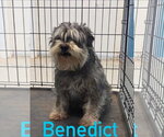 Small Miniature Schnauzer Mix
