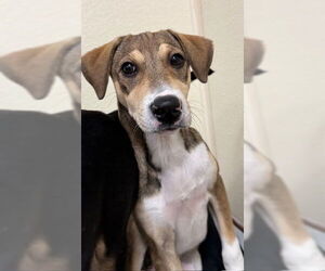 Beagle-Unknown Mix Dogs for adoption in Jefferson, NJ, USA