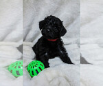 Puppy 1 Schnoodle (Miniature)