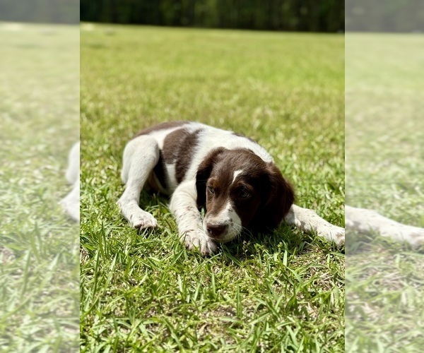 Medium Photo #2 Brittany Puppy For Sale in ORRUM, NC, USA