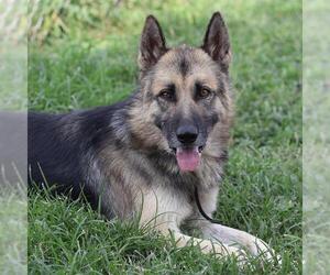 German Shepherd Dog Dogs for adoption in Modesto, CA, USA