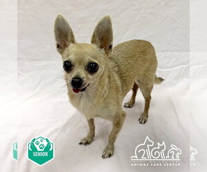 Chihuahua Dogs for adoption in Irvine, CA, USA