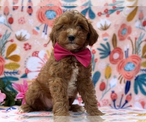 Goldendoodle (Miniature) Puppy for sale in LANCASTER, PA, USA