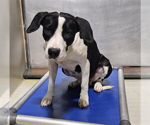 Mutt Dogs for adoption in Bakersfield, CA, USA
