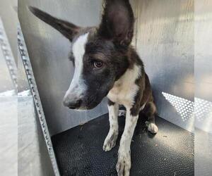 American Staffordshire Terrier-Unknown Mix Dogs for adoption in San Antonio, TX, USA
