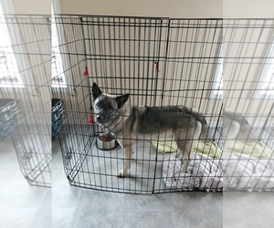 Norwegian Elkhound Puppy for sale in OLYMPIA, WA, USA