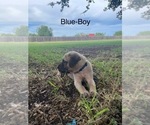 Puppy Blue Collar Mastiff