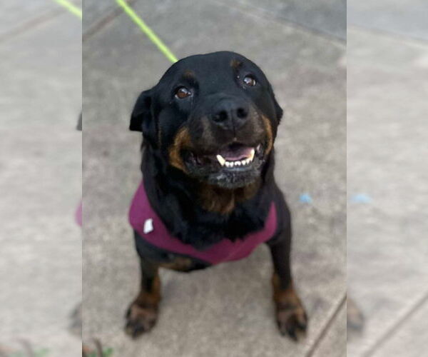 Medium Photo #2 Rottweiler Puppy For Sale in Hillsboro, NH, USA