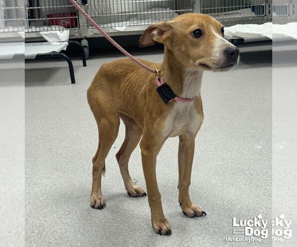 Medium Photo #3 Unknown-Whippet Mix Puppy For Sale in Washington, DC, USA