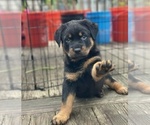 Small Rottweiler