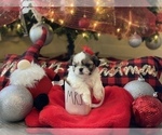 Small Photo #11 Shih Tzu Puppy For Sale in NAPLES, FL, USA