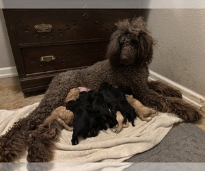 Poodle (Standard) Litter for sale in DEXTER, MO, USA