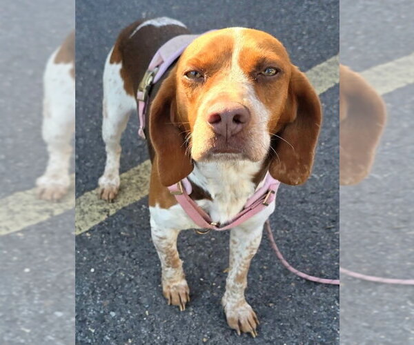 Medium Photo #3 Beagle Puppy For Sale in Dunnellon, FL, USA