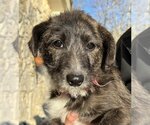 Small Photo #1 Mutt Puppy For Sale in Rockaway, NJ, USA