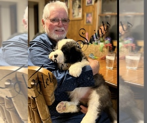 Saint Bernard Puppy for Sale in NEW PHILA, Ohio USA