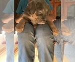 Small Photo #6 American Pit Bull Terrier Puppy For Sale in LODI, CA, USA