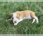 Small #11 American Staffordshire Terrier Mix