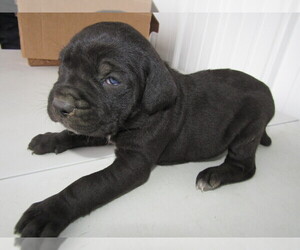 Cane Corso Puppy for sale in DAYTON, OH, USA