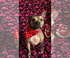 Willy - Male Bulldog-Unknown Mix Dog for Adoption - Photo #5