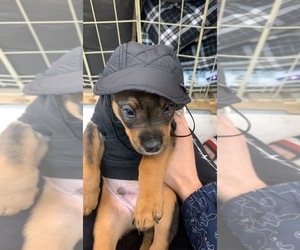 Miniature English Bulldach Puppy for sale in CUMMING, GA, USA